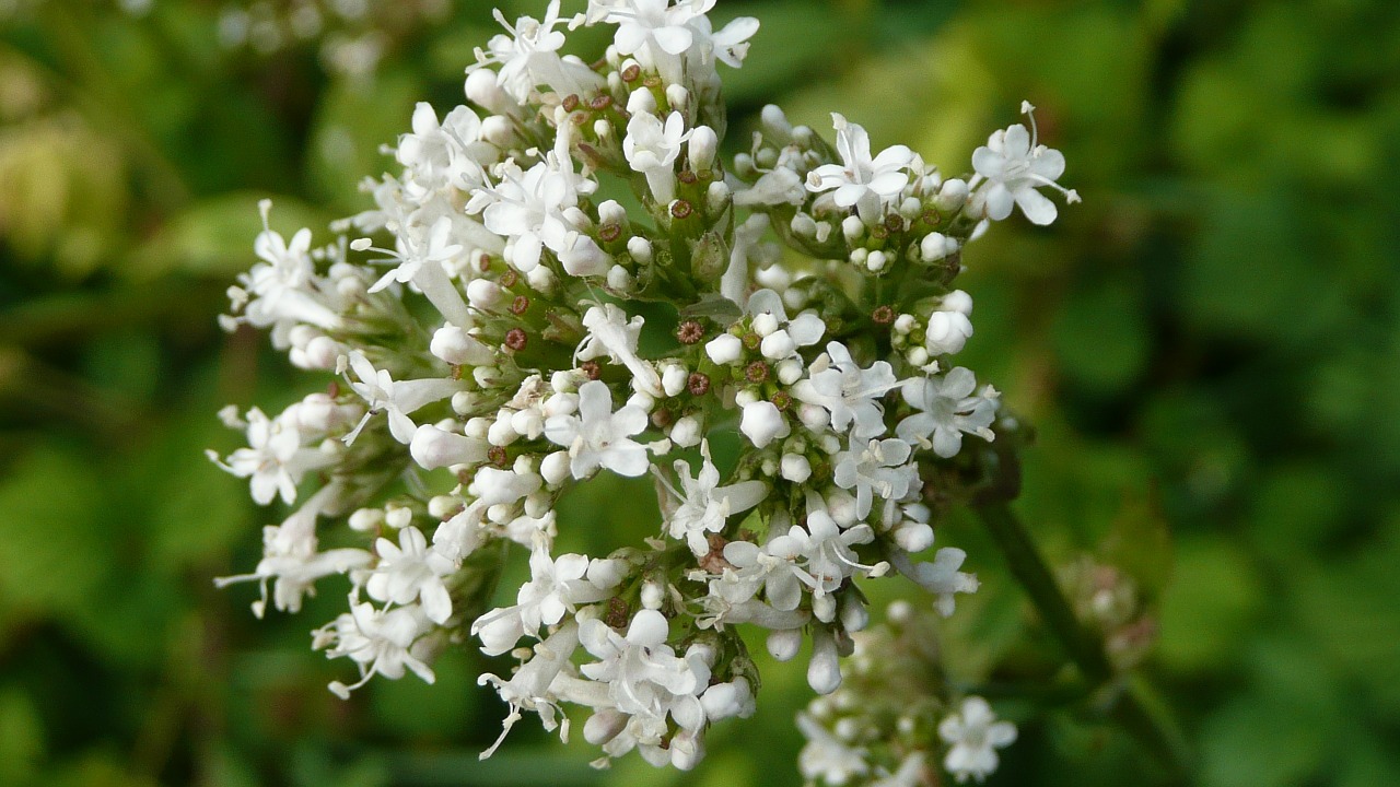 Assumere valeriana in gocce è più semplice